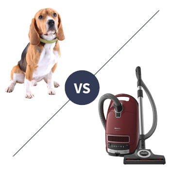 Aspirateur poils d'Animaux VS standard : Lequel choisir ?