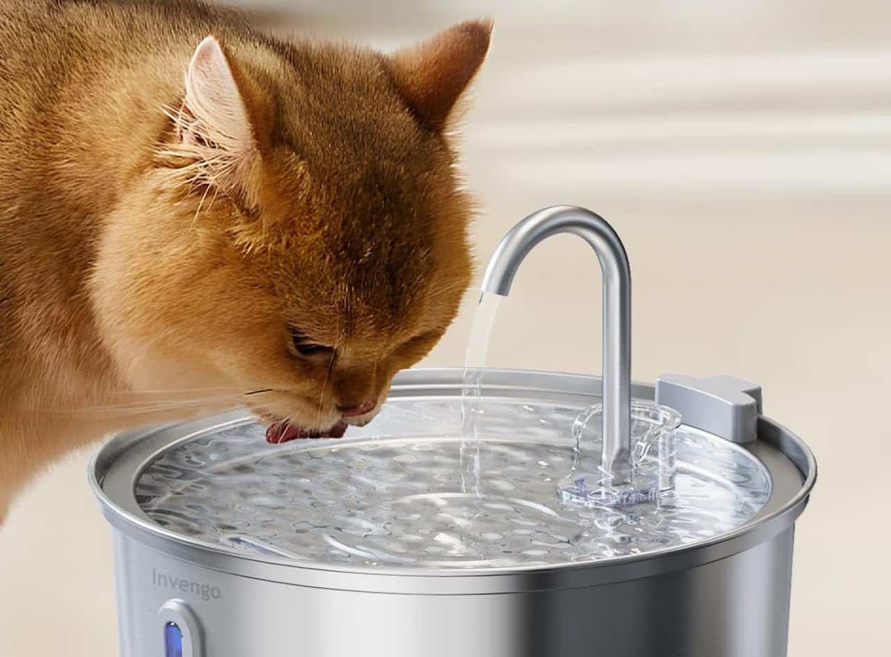 Un chat qui boit à une fontaine à l'eau.