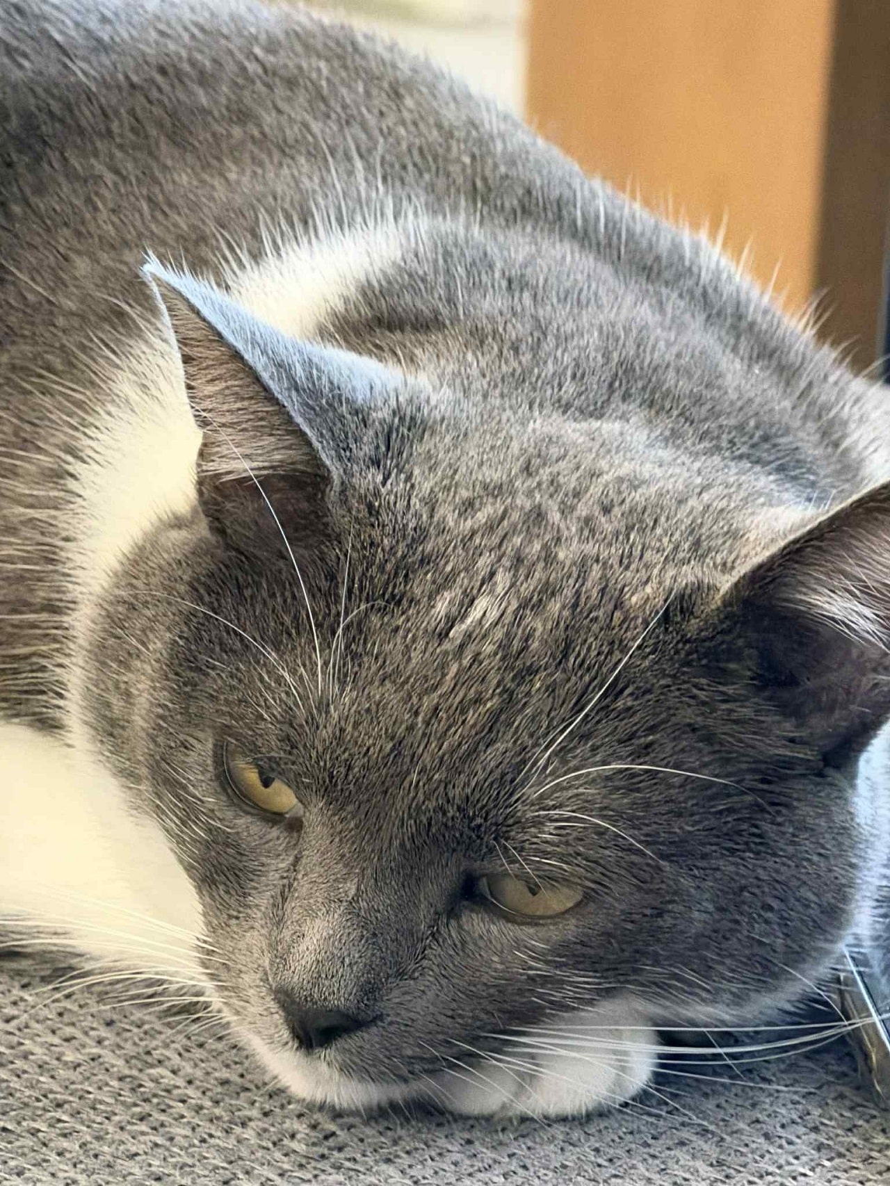 Photo prise avec l'iPhone 17 Pro Max zoom x8