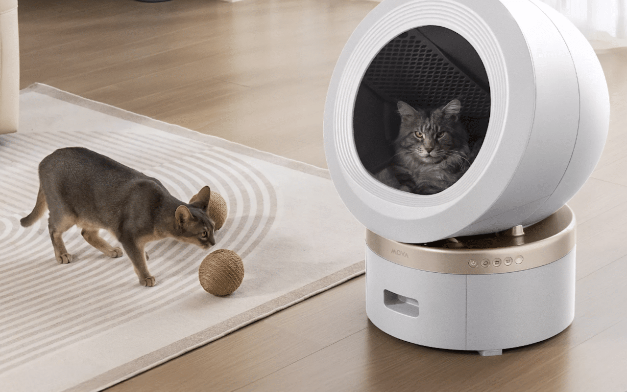 Deux chats près d'une litière de la marque Mova.