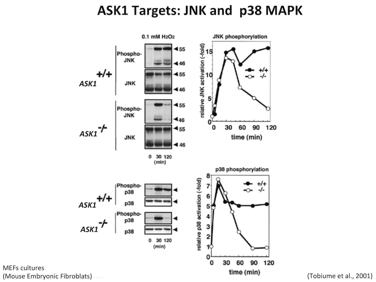 Une diapositive de cours de biologie.