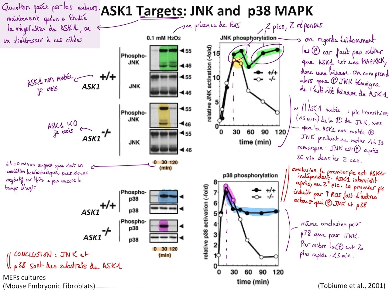 Une diapositive de cours de biologie annotée sur iPad sur l'application Goodnotes.